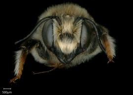   Pseudomegachile ericetorum  male face, photo: Shaun Heller 
